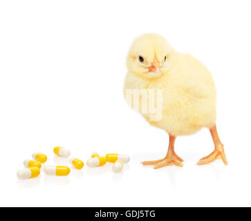Small yellow chicken near pile of yellow and white capsules, isolated on white background Stock Photo