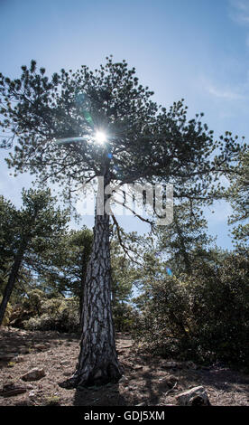 Sunbeams shining through a big forest pine tree at Troodos mountains Cyprus Stock Photo