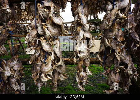 Stockfish, air dried fish, mostly heads, hanging on racks east of Kopavogur along Highway1, Iceland Stock Photo