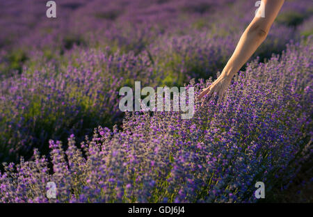Female hand gently touching the tops of lavender bushes in bloom in a field of lavender. Stock Photo