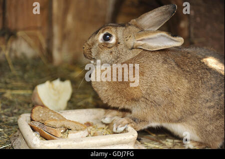 zoology / animals, mammal / mammalian, hares, European Rabbit, (Oryctolagus), sitting in barn, Germany, distribution: worldwide, Additional-Rights-Clearance-Info-Not-Available Stock Photo