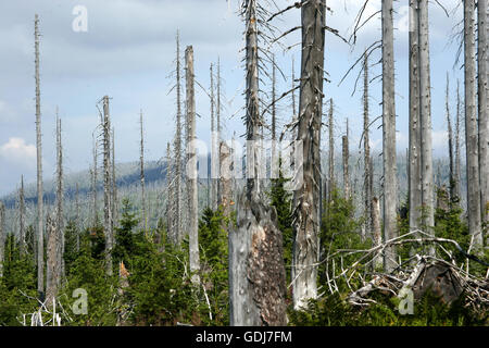 environment, dying of the woods, trees without branches and bork, view over forest, Lusen, Bavarian Forest (Bohemian Forest), Additional-Rights-Clearance-Info-Not-Available Stock Photo