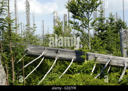 environment, dying of the woods, trees without branches and bork, view over forest, Lusen, Bavarian Forest (Bohemian Forest), Germany, Additional-Rights-Clearance-Info-Not-Available Stock Photo