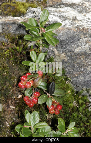 botany, Vaccinium, Cranberry, (Vaccinium oxycoccus),  American Cranberry, (Vaccinium oxycoccus macrocarpon), berries, , Additional-Rights-Clearance-Info-Not-Available Stock Photo