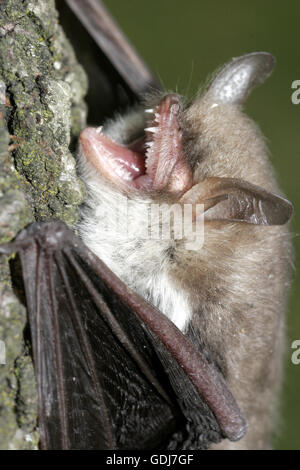 zoology / animals, mammals / mamalian, bats, Daubenton's Bat (Myotis daubentonii), hanging at tree trunk, distribution: Palaearctic, British Islands, Korea, Japan, Additional-Rights-Clearance-Info-Not-Available Stock Photo