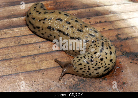 zoology / animals, mollusc, Limacidae, Great Grey Slug (Limax maximus), on wood, distribution: Europe, Additional-Rights-Clearance-Info-Not-Available Stock Photo