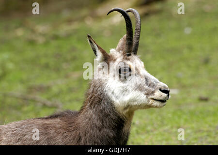 zoology / animals, mammal / mammalian, Bovidae, Chamois (Rupicapra rupicapra), on meadow, Germany, distribution: Europe, Asia, Additional-Rights-Clearance-Info-Not-Available Stock Photo