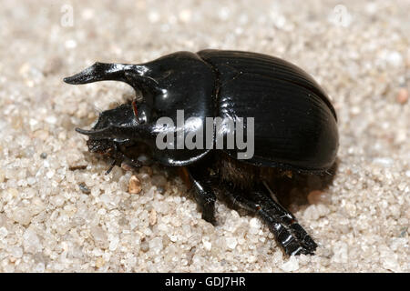 zoology / animals, insect, beetles, Typhoeus typhoeus, sitting on sandy ground, distribution: Europe, North Africa, Additional-Rights-Clearance-Info-Not-Available Stock Photo