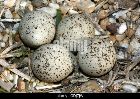 zoology / animals, avian / birds, Common Sandpiper, (Actitis hypoleucos), clutch with four eggs, distribution: breeding in Eurasia, Additional-Rights-Clearance-Info-Not-Available Stock Photo