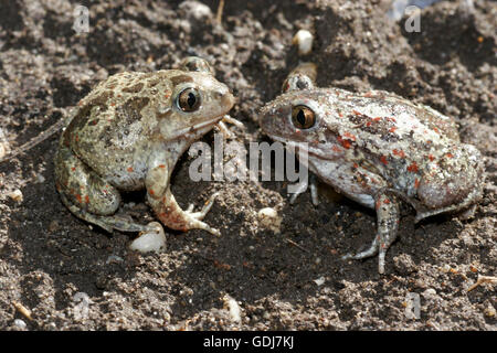 zoology / animals, amphibians, Common Spadefoot (Pelobates fuscus), two specimens sitting on ground, face-to-face, distribution: Central Europe, East Europe, Additional-Rights-Clearance-Info-Not-Available Stock Photo