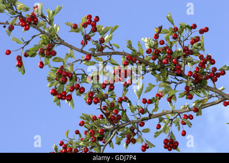 botany, Hawthorn, (Crataegus), Common Hawthorn, (Crataegus monogyna), fruits on branch, Additional-Rights-Clearance-Info-Not-Available Stock Photo