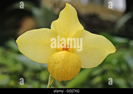 botany, Lady's Slippers, (Cypripedium), blossom, , Additional-Rights-Clearance-Info-Not-Available Stock Photo