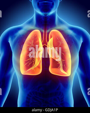 3D illustration of shiny orange Lungs - Part of Human Organic, anatomy and medical concept. Stock Photo