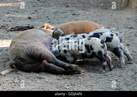 Sow feeding her piglets in Lonjsko Polje Nature Park, central Croatia Stock Photo