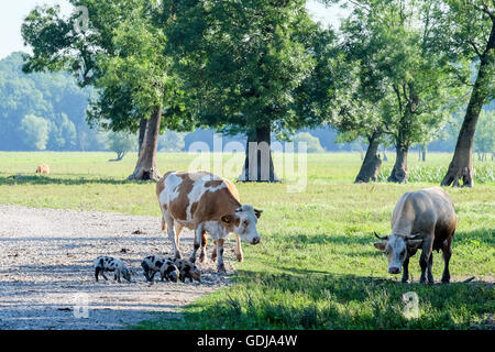 Piglets and cows grazing in Lonjsko Polje natural reserve, central Croatia Stock Photo
