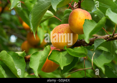 Big ripe red-orange apricots on the branch Stock Photo