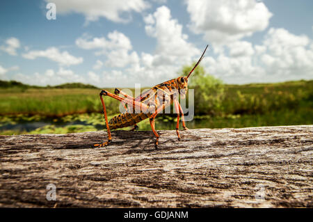 Eastern lubber grasshopper in Everglades National Park in Florida Stock Photo