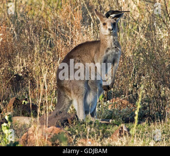 Unusual companions, eastern grey kangaroo Macropus giganteus in the wild with willy wagtail on head feeding on insects from among dense fur Stock Photo