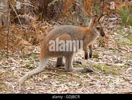 Beautiful red-necked / Bennett's wallaby Macropus rufogriseus  in the wild on edge of forest with golden bracken Wollemi National Park Stock Photo