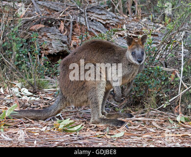 Swamp wallaby, Wallabia bicolour, with thick reddish brown fur, staring at camera, in forest in Mount Kaputar National Park NSW Stock Photo