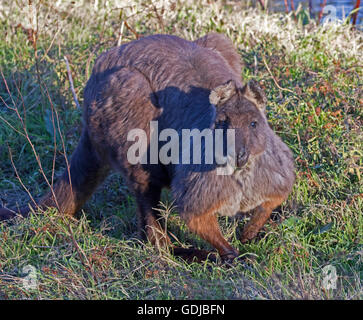 Beautiful male wallaroo Macropus robustus  in the wild, large muscular animal with long dark grey/brown fur staring at camera with alert expression Stock Photo