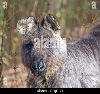 Beautiful face of old wallaroo, Macropus robustus in the wild with gleaming eyes & long dark grey/brown fur staring at camera with alert expression Stock Photo