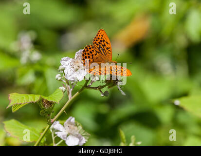 Silver-washed Fritillary (Argynnis paphia ) butterfly basking on bramble blossom in in Fermyn Woods ,Brigstock country park ,Northampton ,England Stock Photo