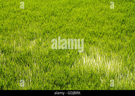 Close up shot of rice fields in water Stock Photo