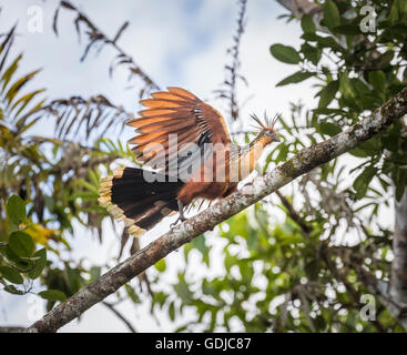 Hoatzin Opisthocomus hoazin La Selva Lodge Amazon Basin Ecuador Stock ...