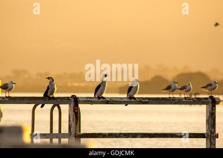 little pied cormorants perched on a wharf rail at sunset Stock Photo