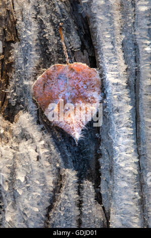 Frost covered aspen leaf on a log. Stock Photo