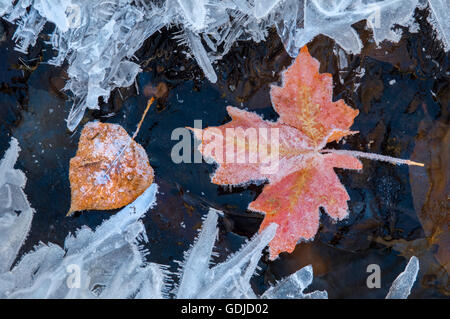 Frost covered fall maple and aspen leaves frozen into a stream in Utah. Stock Photo