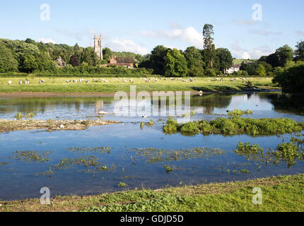 Sheep grazing in pasture by River Kennet, West Overton, Wiltshire, England, UK Stock Photo