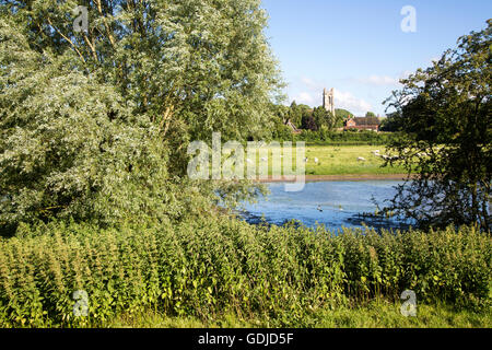 Sheep grazing in pasture by River Kennet, West Overton, Wiltshire, England, UK Stock Photo