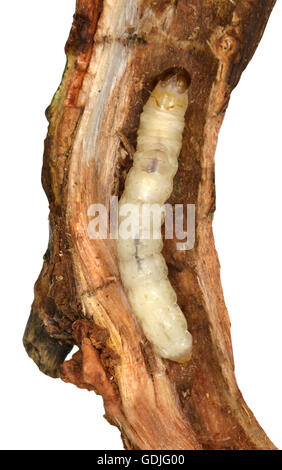 White-barred Clearwing - Synanthedon spheciformis - larvae inside Alder twig Stock Photo