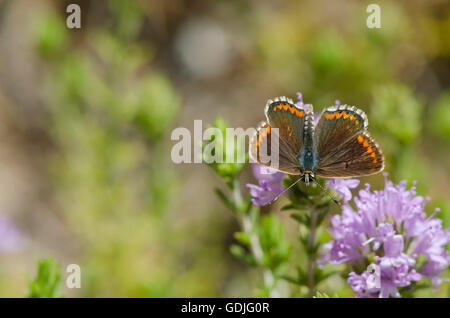 Brown Argus, Aricia agestis, butterfly feeding on Thyme plant, Andalusia, spain. Stock Photo