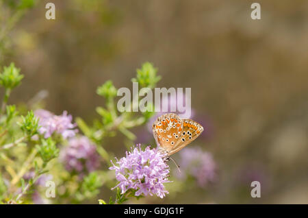 Brown Argus, Aricia agestis, butterfly showing underwings, feeding on Thyme plant, Andalusia, spain. Stock Photo