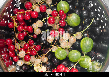 mixed currant berries in colander