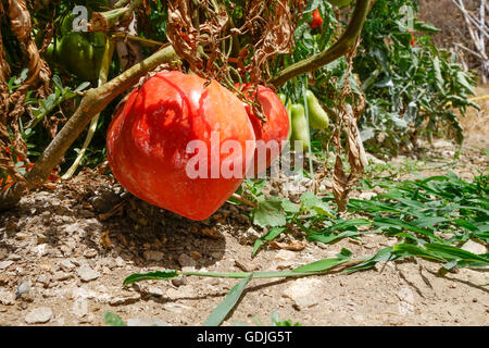 beefsteak tomatoes growing on plant in urban garden. Spain Stock Photo