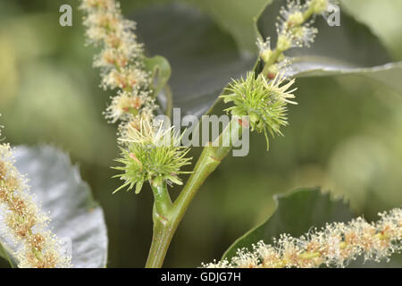 Sweet Chestnut - Castanea sativa Fagaceae - in flower Stock Photo
