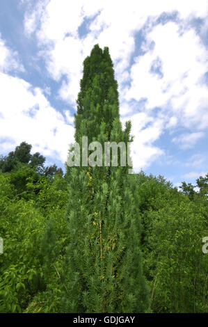 Irish Yew - Taxus baccata ‘Fastigiata’ Stock Photo