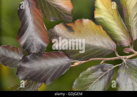 Copper Beech - Fagus sylvatica 'Atropunicea' (Purpurea) Stock Photo