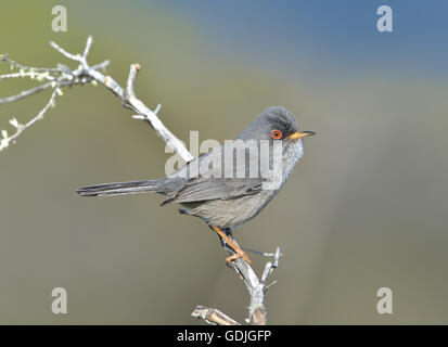 Balearic Warbler - Sylvia balearica Stock Photo