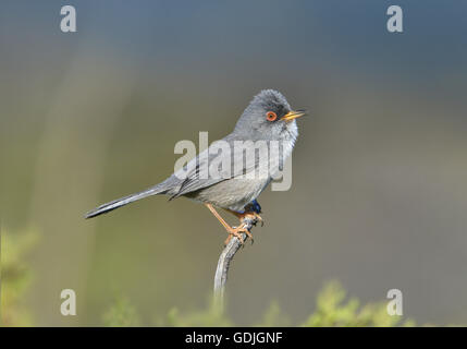 Balearic Warbler - Sylvia balearica Stock Photo