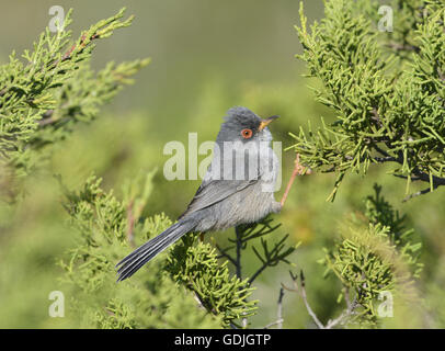 Balearic Warbler - Sylvia balearica Stock Photo