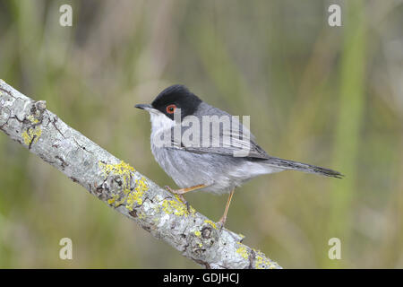 Sardinian Warbler - Sylvia melanocephala - male. Stock Photo