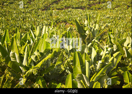 Banana plantation in La Palma. Canary Islands. Spain Stock Photo