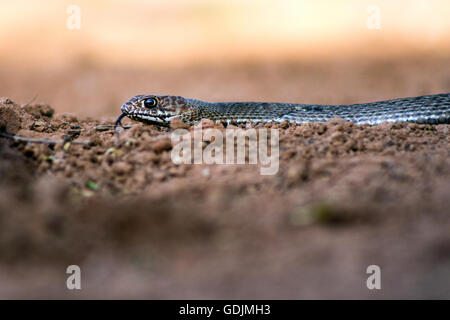 Eastern Coachwhip Snake (Masticophis flagellum) - Santa Clara Ranch, McCook, Texas, USA Stock Photo
