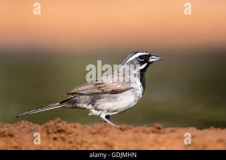 Black-throated Sparrow - Santa Clara Ranch, McCook, Texas, USA Stock Photo