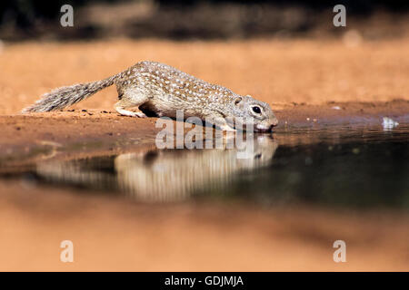 Mexican Ground Squirrel (Spermophilus mexicanus) drinking at waterhole - Santa Clara Ranch, McCook, Texas, USA Stock Photo